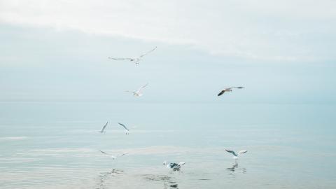 Möwen am Meer